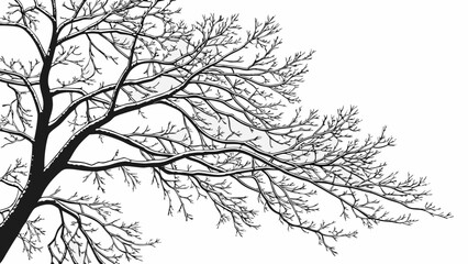 Fototapeta premium Winter Tree Silhouette Bare Branches Against a White Sky 4.