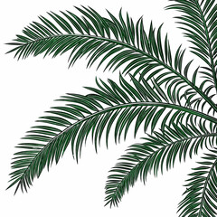 Obraz premium Palm Fronds Against a White Background.