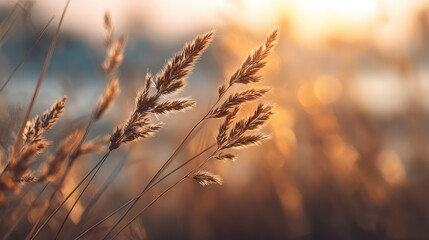 Golden grasses swaying gently in warm sunlight with a soft bokeh background creating a tranquil and serene nature atmosphere ideal for relaxation or meditation themes.