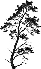 Obraz premium Silhouette of a Pine Tree with Bird Perched on Branch.