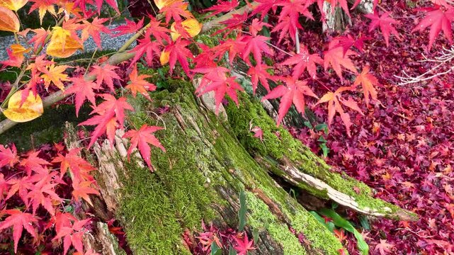犬山寂光院の紅葉の絨毯と苔むす大木