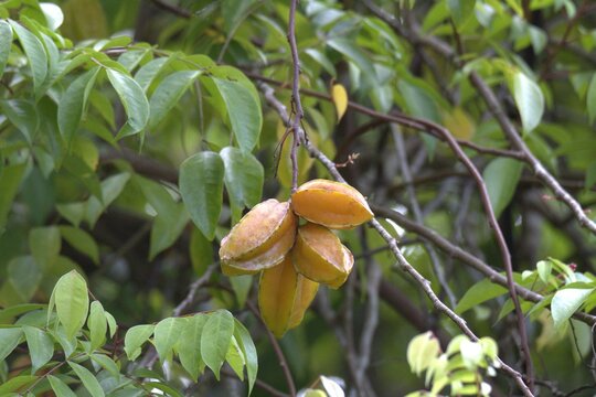 Fruta de estrella 
