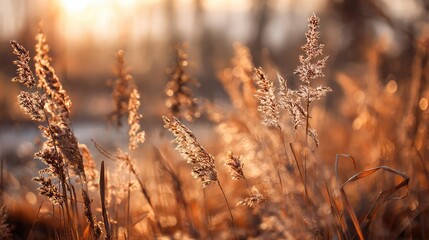 Fototapeta premium Golden Sunrise over Meadow with Tall Grass and Reeds Illuminated by Warm Light Creating a Peaceful and Serene Outdoor Atmosphere in Nature