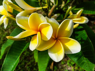 Close-up of a beautiful blooming flower in a garden, showcasing its intricate details and vibrant...