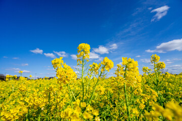 Obraz premium 菜の花畑