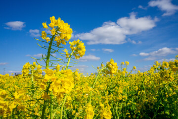 Obraz premium 菜の花畑