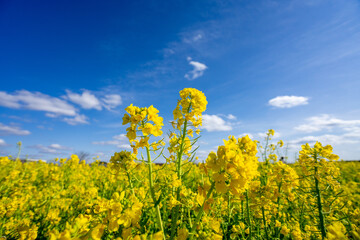 Obraz premium 菜の花畑