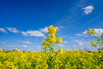 Obraz premium 菜の花畑