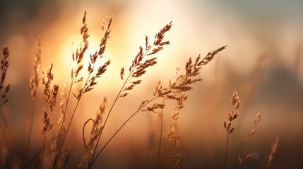 Obraz premium Soft Golden Light Illuminates Graceful Tall Grass Silhouettes in a Serene Natural Landscape During a Calm Sunset or Sunrise