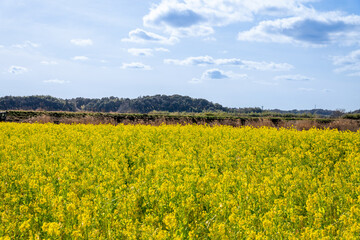 Fototapeta premium 菜の花畑