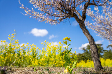 Fototapeta premium 菜の花畑