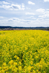 Obraz premium 菜の花畑