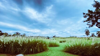 Green grass field with narrow path under blue sky, peaceful countryside landscape with soft light and natural atmosphere.