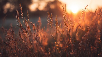Stunning golden hour view of soft grasses illuminated by warm sunlight, creating a tranquil and serene atmosphere in nature's vibrant landscape.