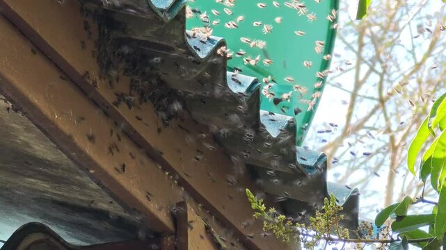 The bees built a nest under the roof of the house.