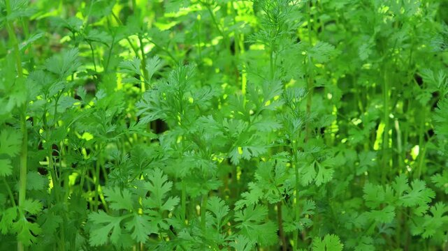 Fresh coriander plants in the garden.