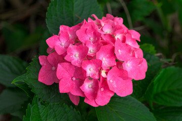 紫陽花の花
「梅雨を彩る、神秘的な色の変化。一瞬の美しさを永遠に。」
(八代市日奈久温泉街)
Hydrangea flowers
"The mysterious changes in color that adorn the rainy season. A fleeting beauty that lasts forever."
(Hinagu Onsen Town, Yatsushiro
