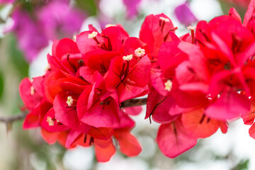 情熱的なブーゲンビリア...