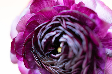 紫色のラナンキュラス,マクロ,花