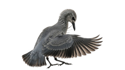 Obraz premium Soft gray bird caught midair in a sweeping turn, wings curved downward and head bowed, forming an elegant arc of feathers and quiet concentration