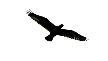 Obraz premium Dark raptor silhouette in midair, wings stretched to full span and tail fanned, gliding effortlessly across stark white sky with quiet power