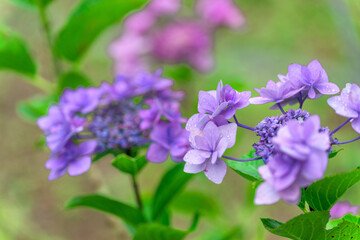 紫陽花の花
「梅雨を彩る、神秘的な色の変化。一瞬の美しさを永遠に。」
(八代市日奈久温泉街)
Hydrangea flowers
"The mysterious changes in color that adorn the rainy season. A fleeting beauty that lasts forever."
(Hinagu Onsen Town, Yatsushiro