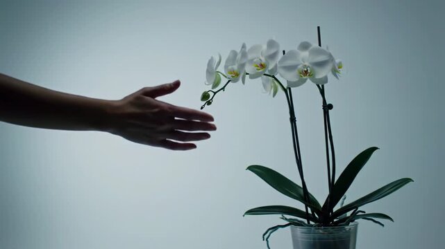 Luminous white orchid-like specimen in a transparent pot with a subtle glow, elegant human hand silhouette, sterile lab environment, shallow depth of field. Human-tech synergy concept