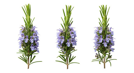 Fototapeta premium close-up of three fresh rosemary sprigs featuring dark green leaves and delicate purplish-blue flowers, arranged elegantly on a transparent background, balanced composition, serene botanical beauty