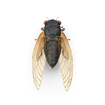 Cicada insect specimen isolated on transparent background