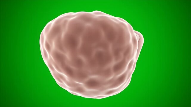 3D Detailed CGI Medical Thyroid Gland Isolated on Green Screen Background for Anatomical Study and Medical