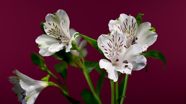 White Alstroemeria Flowers with Purple Streaks on magneta Background