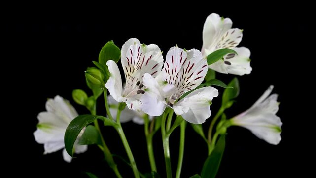 White Alstroemeria Flowers with Purple Streaks on Solid Black Background