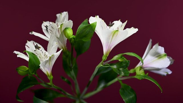 White Alstroemeria Flowers with Purple Streaks on magneta Background