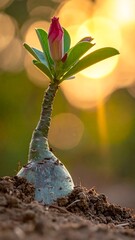 Budding desert rose reaching for light, bokeh backdrop