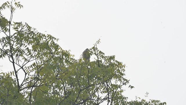 An Indian pond heron perched on a nimtree branch. Its common name&nbsp;paddybird and Ardeola grayii. It is a small&nbsp;heron. They hunt along the edges of water sources.
