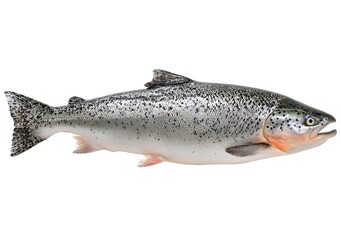 Obraz premium A large silver fish with black spots on a white background