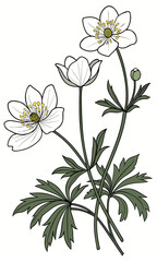 Elegant Wood Anemone Botanical Illustration with Delicate Details.