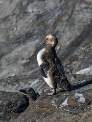 Magellanic penguins standing and resting on rocky coastal terrain in Chile
