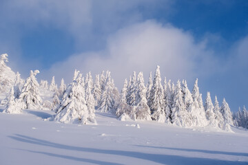 Obraz premium Winter snow-covered trees in the Ural mountains