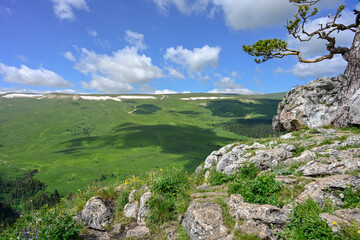 Alpine meadows of the Lagonaki plateau on a summer day view from a cliff with a pine tree, Adygea Republic of Russia