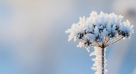 Sparkling morning frost with crystalized ice clinging to a dry plant, a beautiful winter season concept of nature's delicate beauty