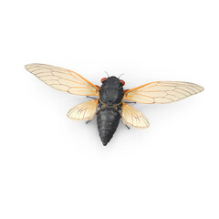 Cicada insect specimen isolated on transparent background © Insect Planet