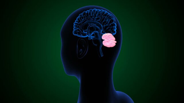 Cerebellum and the Balance of Coordination Center