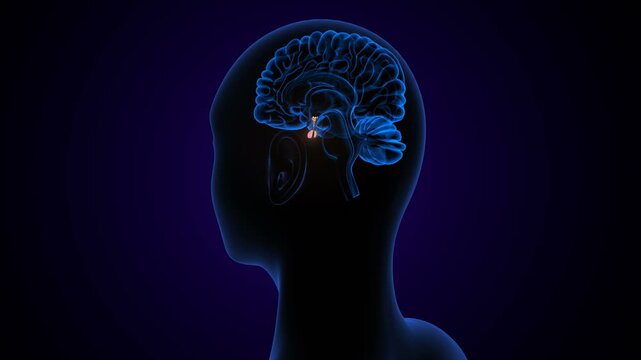 Human Pituitary Gland Location and Anatomy with violet colour background. 3d render