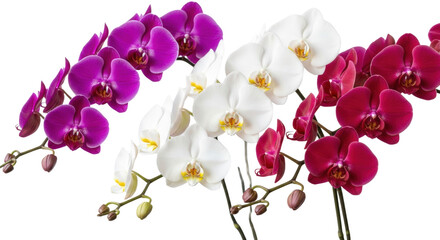 Fototapeta premium three photorealistic phalaenopsis orchid branches—violet, white, and crimson—with sharp focus on detailed centers, against a transparent background. minimalist floral elegance