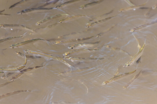 a school of small forage fish in a muddy river

