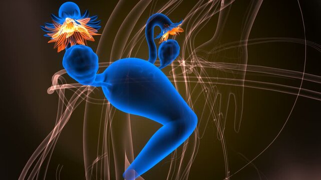 Female reproductive system anatomy. 3d illustrations