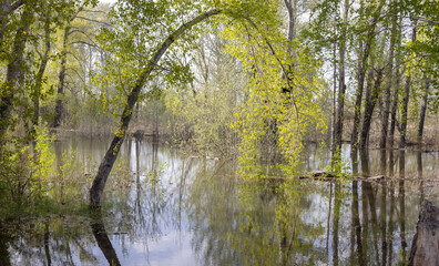 Obraz premium Trees flooded during a river flood in the spring in Pavlodar, Kazakhstan. 