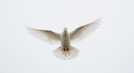 Obraz premium Pure white dove flying upward wings fully spread beautifully illuminated by radiant high key light creating a serene minimalist look. AI Generated