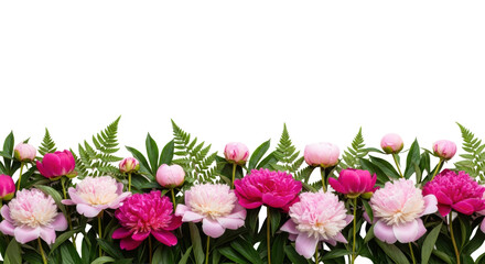 a dense horizontal border of vibrant pink peonies and lush green fern fronds positioned against a transparent studio background with ample copy space, elegant botanical design concept